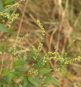 2008-08-18_23 Smartweed TN.jpg - 48296 Bytes